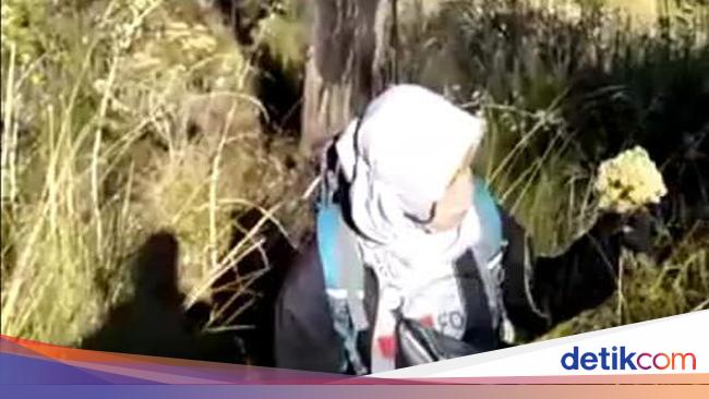 Viral Aksi Panen Bunga Edelweis Di Gunung Lawu Oleh Pendaki Perempuan