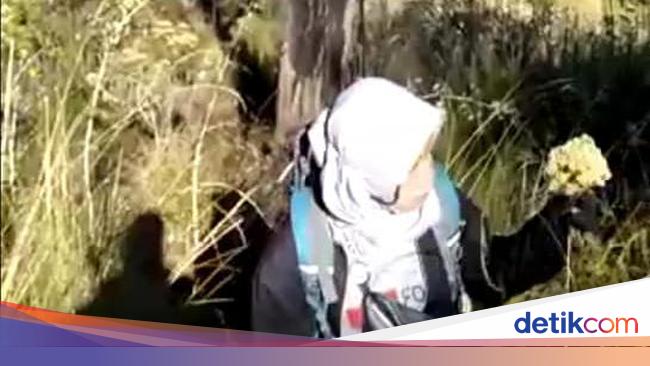 Viral Aksi Panen Bunga Edelweis Di Gunung Lawu Oleh Pendaki Perempuan
