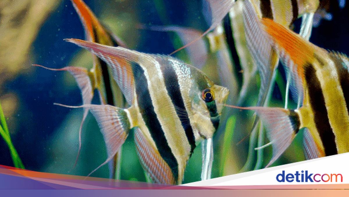 Mengenal Kalikan, Startup Marketplace Ikan Hias Air Tawar