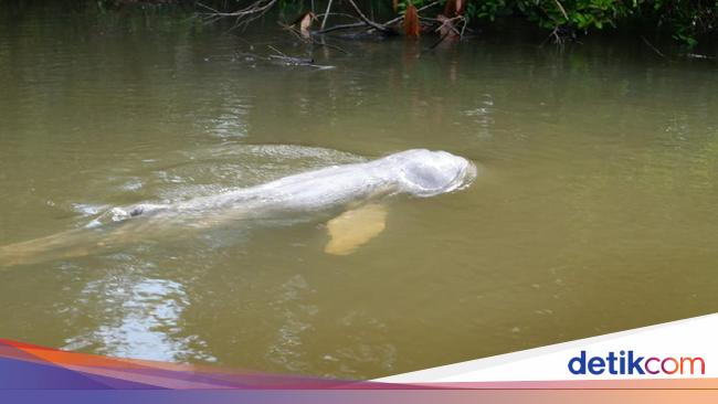 Ikan Pesut yang Nyasar di Sungai Kecil Riau Berhasil Dievakuasi