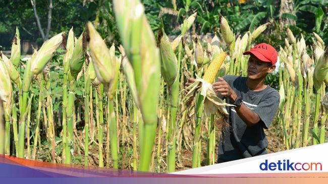 Hari Tani Nasional dan Sejarah  Pertanian  Indonesia 