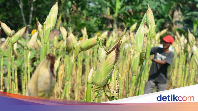 Kata Kementan Soal Pandangan Uu Cipta Kerja Bisa Perluas Impor Pangan