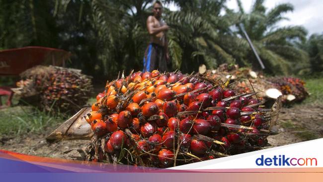 3 Hal Yang Harus Diketahui Soal Nasib Industri Sawit Di Tengah Pandemi