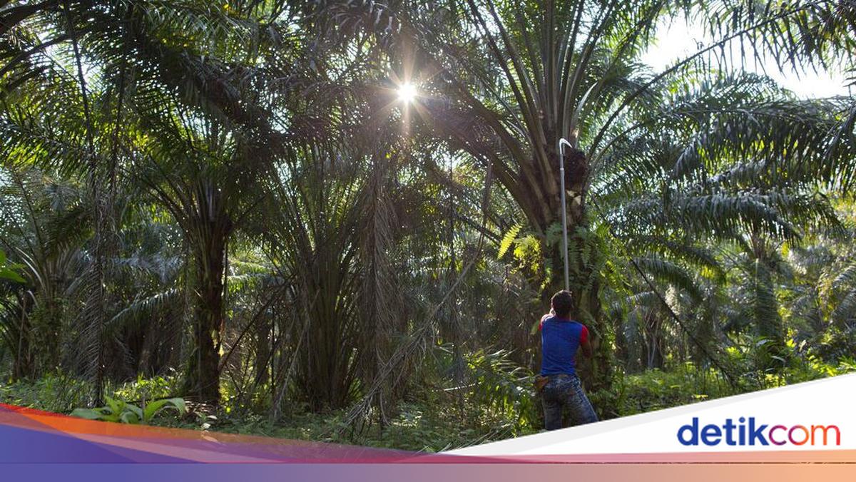 Industri Sawit hingga Tembakau Disebut Rentan Tekanan Narasi Global