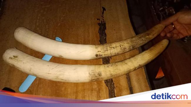 Polisi Tangkap 3 Penjual Gading Gajah di Lampung Polisi Tangkap 3 Penjual Gading Gajah di Lampung