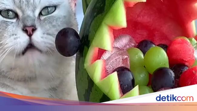 Gemas Kucing Yang Satu Ini Jago Bikin Dessert Di Tiktok