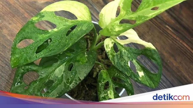 Harumnya Bisnis Tanaman Hias yang Bukan Cuma Janda Bolong Harumnya Bisnis Tanaman Hias yang Bukan Cuma Janda Bolong