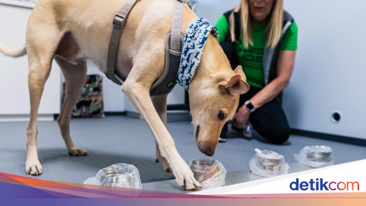 Benarkah Hidung Anjing Bisa Deteksi Virus COVID-19? Begini Menurut Studi