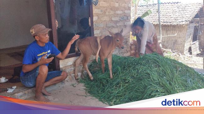 Ini Mimpi Pemilik Sebelum Anak Sapinya Lahir Berkaki Lima
