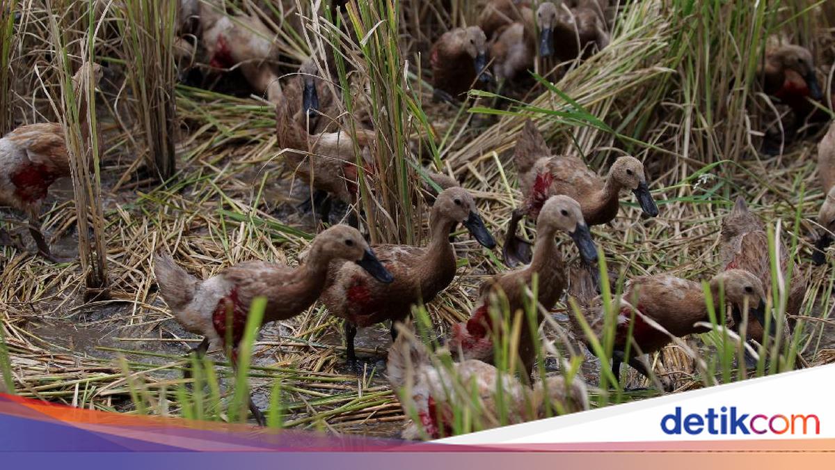 Tak Tanggung-tanggung, Maling di Bali Gondol 280 Ekor Bebek