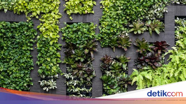 5 Tanaman Merambat untuk Hias Dinding Agar Rumah Cantik 5 Tanaman Merambat untuk Hias Dinding Agar Rumah Cantik