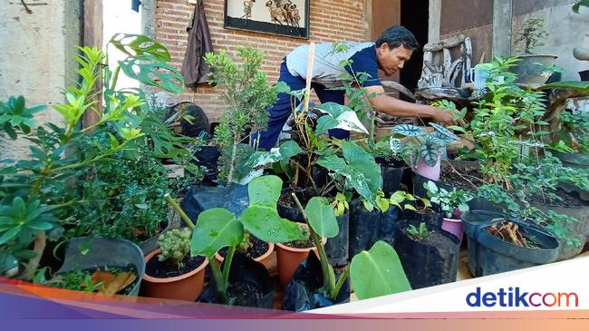 Jualan Online Tanaman Hias Dapat Cuan Saat Pandemi Jualan Online Tanaman Hias Dapat Cuan Saat Pandemi