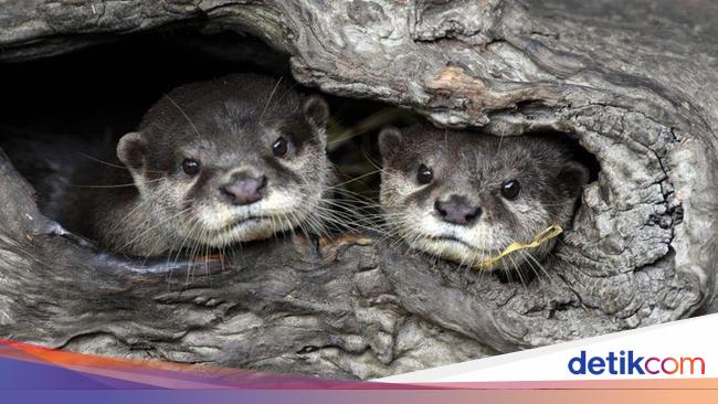 Foto: Bayi-Bayi Hewan Menggemaskan di Kebun Binatang Taipei