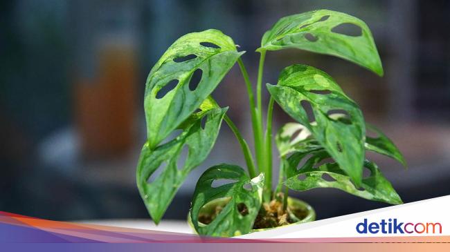 Janda Bolong Tanaman Hias Mahal Ini 7 Jenisnya Janda Bolong Tanaman Hias Mahal Ini 7 Jenisnya