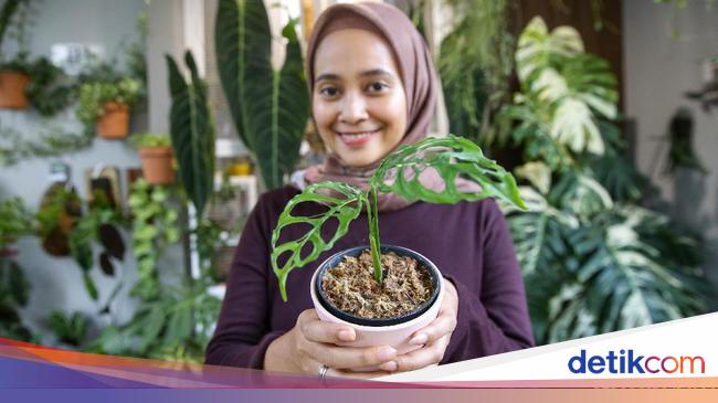 Mengenal Janda Bolong yang Harganya Fantastis Mengenal Janda Bolong yang Harganya Fantastis