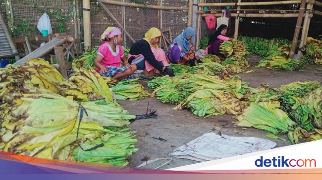Dihantam Corona Harga Jual Tembakau Rajangan Klaten Anjlok Dihantam Corona Harga Jual Tembakau Rajangan Klaten Anjlok