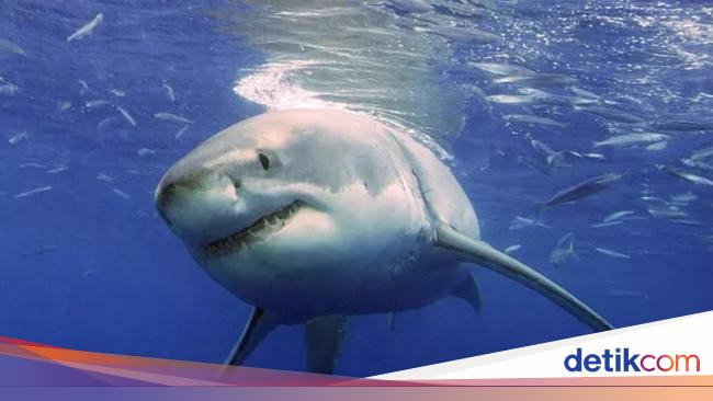 Rare Shark Attack in Mexico Leaves Fisherman Dead