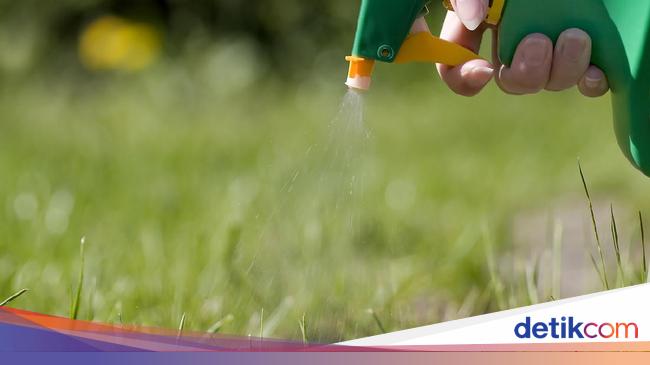 Tips Mencegah Rumput Liar Tumbuh di Bawah Tanaman