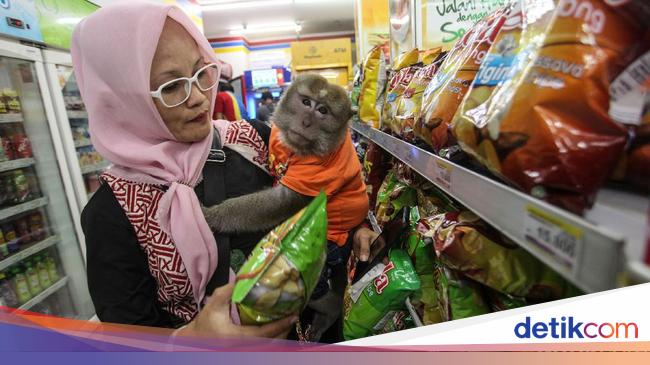 Melihat Aksi Monyet  Bombom Belanja di Minimarket