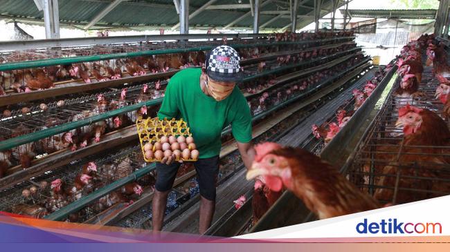 Peternak Ayam Petelur Bertahan di Tengah Pandemi Corona
