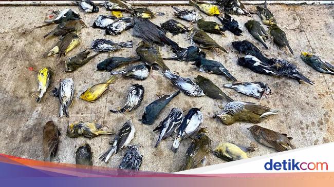 Heboh Ribuan Burung Mati Berjatuhan Dari Langit