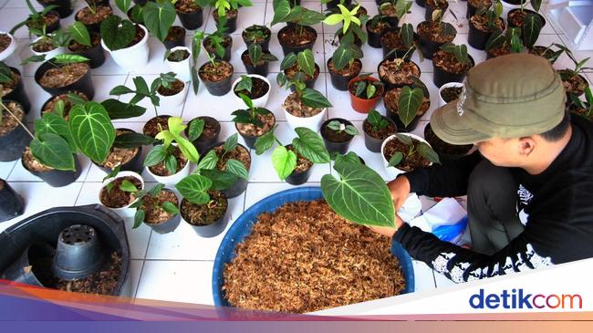 Piara 6 Tanaman  Ini Katanya Bisa Bikin Hoki dan  Kaya Raya 