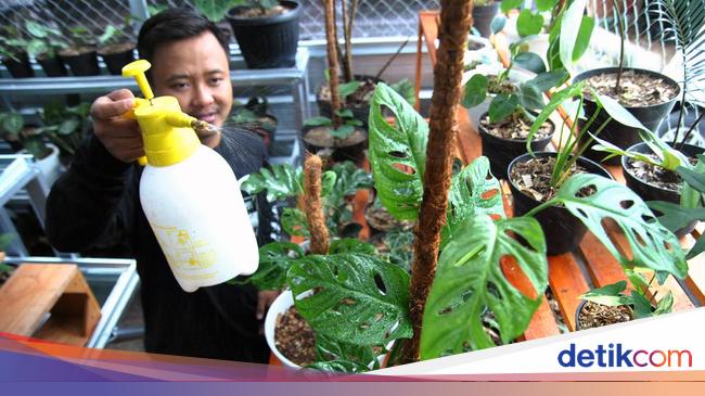 Tanaman Hias Ini Dipercaya Bawa Hoki Benar Nggak Tanaman Hias Ini Dipercaya Bawa Hoki Benar Nggak