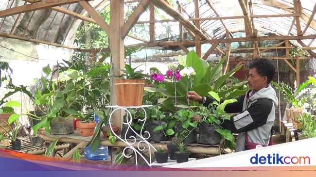 Cerita Pedagang Tanaman Hias Sumedang Raup Cuan di Tengah Cerita Pedagang Tanaman Hias Sumedang Raup Cuan di Tengah