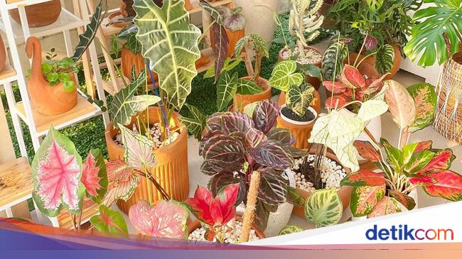 Foto Koleksi Tanaman  Hias  10 Artis Indonesia  Titi Kamal 