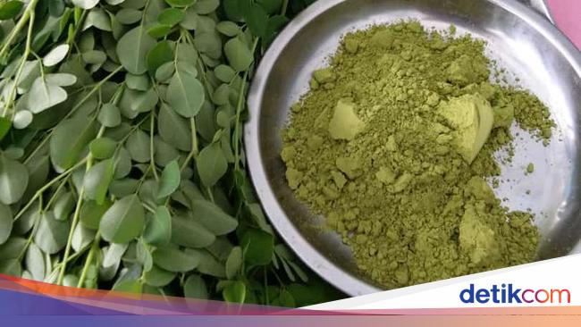 Boleh Percaya Atau Tidak Daun Kelor Mampu Usir Makhluk Halus Boleh Percaya Atau Tidak Daun Kelor Mampu Usir Makhluk Halus