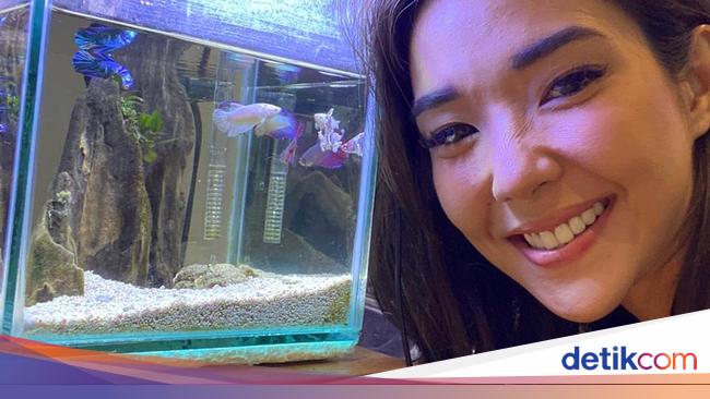 Punya 80 Cupang Gisel Diprotes Gempi Punya 80 Cupang Gisel Diprotes Gempi