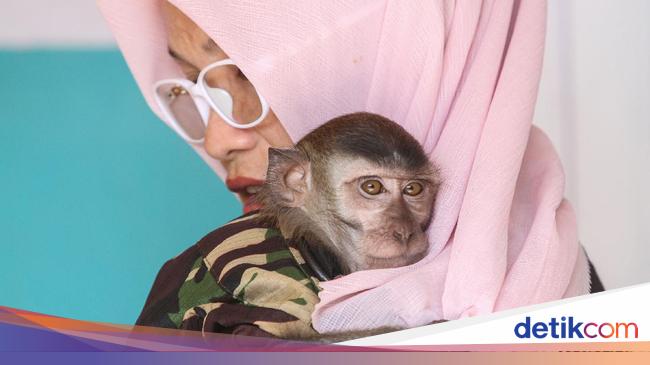 Sulitnya Mengembalikan Monyet  Ekor  Panjang ke Habitat Aslinya