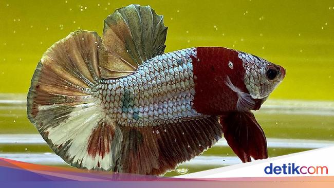 5 Cara Merawat Ikan Cupang Agar Tidak Mudah Mati dari 5 Cara Merawat Ikan Cupang Agar Tidak Mudah Mati dari