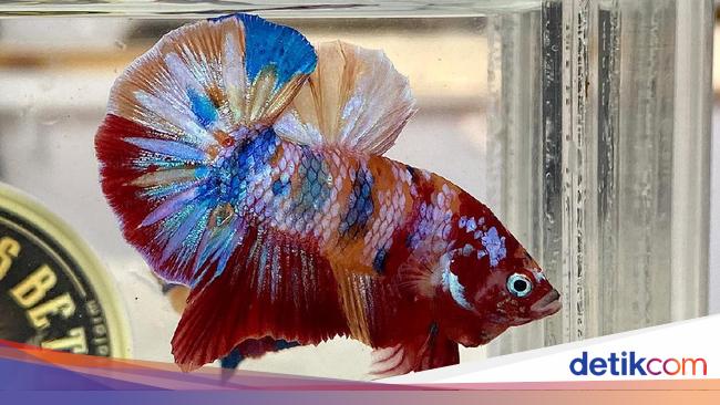 Ini 7 Jenis Ikan Cupang Yang Banyak Dipelihara Di Indonesia