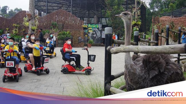  Lembang  Park and Zoo Tambah Satwa Berbadan Besar