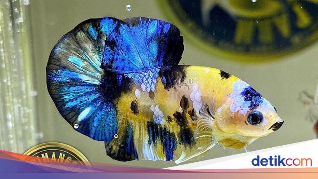 440+ Gambar Ikan Cupang Dan Jenisnya HD Terbaru 440+ Gambar Ikan Cupang Dan Jenisnya HD Terbaru