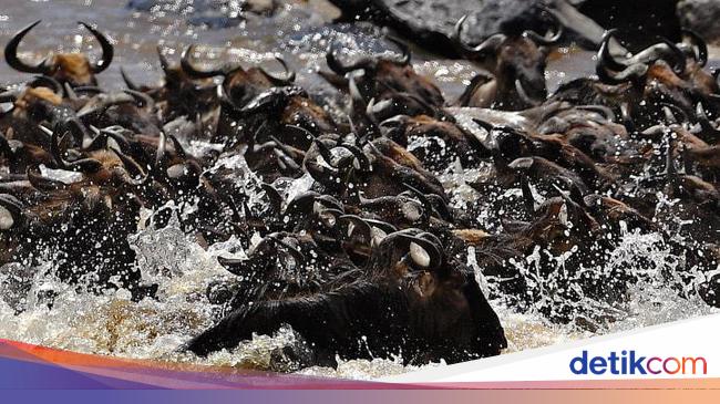 Safari Migrasi Hewan Terbesar di Bumi Kini Sepi Wisatawan Safari Migrasi Hewan Terbesar di Bumi Kini Sepi Wisatawan