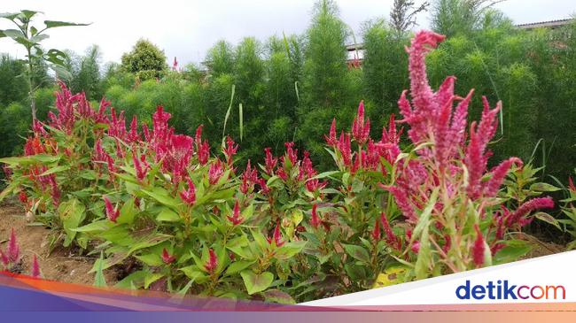 Warna warni Kembang di Taman  Bunga  Celosia  Kuningan
