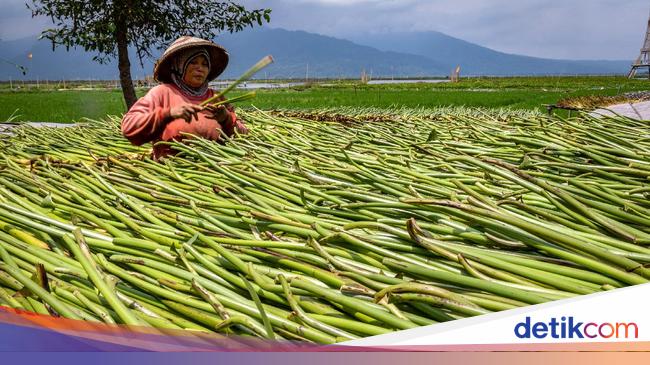 Pemanfaatan Eceng Gondok di Danau Rawa Pening Pemanfaatan Eceng Gondok di Danau Rawa Pening