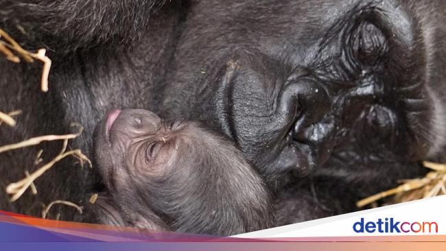 Surprise in Ohio Zoo: Male Gorilla Gives Birth