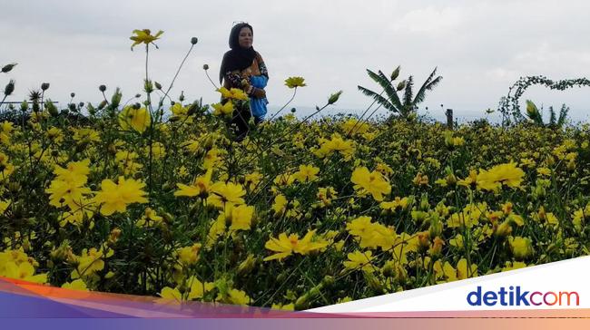 Menikmati Indahnya Taman  Bunga  Celosia di Kuningan