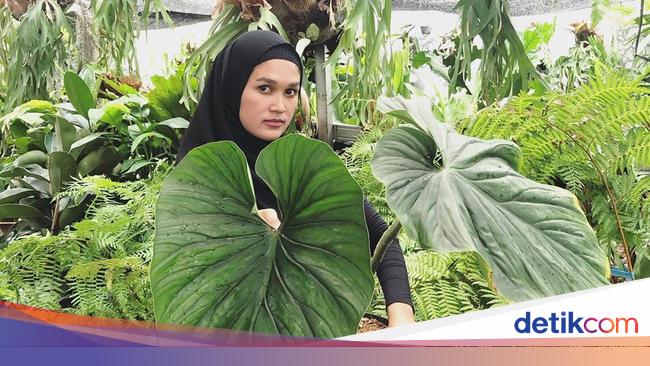 Wanita Ini Sukses Bisnis Tanaman Hias Jadi Langganan Artis Dan Selebgram