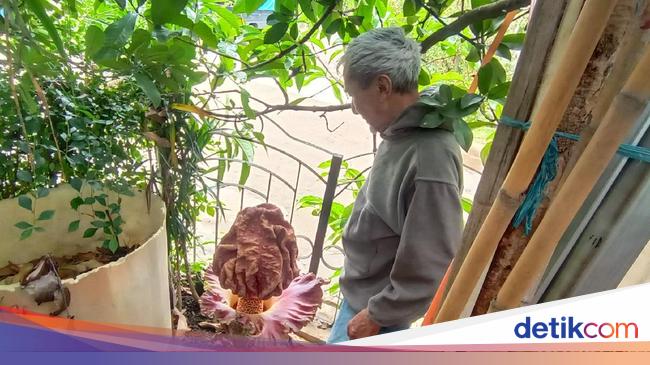 Unik Bunga  Bangkai Setinggi 60 Cm Tumbuh di  Halaman Rumah 