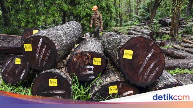Kayu Perhutani  Ciamis Diminati Pasar Eropa dan Asia Lho  Kayu Perhutani  Ciamis Diminati Pasar Eropa dan Asia Lho