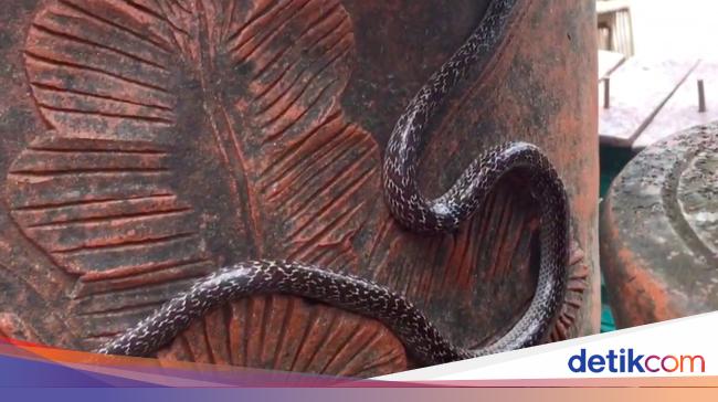 Musim Hujan Tiba, Waspada Telur Ular Menetas