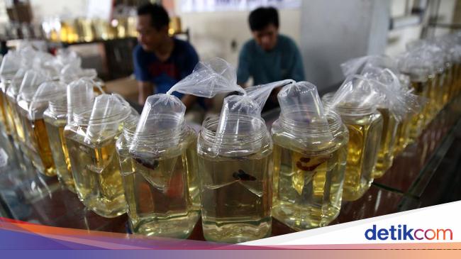 6200 Gambar Ikan Cupang Warna Warni Gratis Terbaru