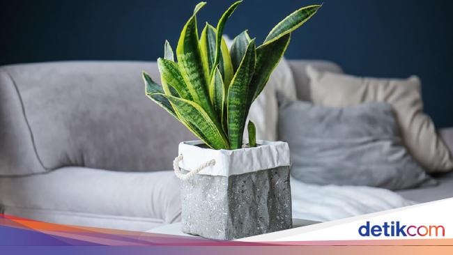 11 Jenis Tanaman Hias Sansevieria, Si Lidah Mertua yang Bisa Serap Racun
