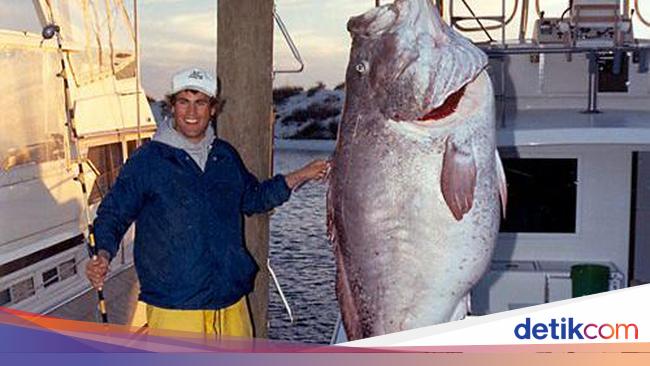 Gambar Ikan Kerapu Jumbo