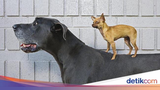 Studi DNA Ungkap Anjing  adalah  Sahabat Tertua Manusia Studi DNA Ungkap Anjing  adalah  Sahabat Tertua Manusia