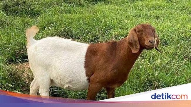 Potret Kambing  Sampai Sapi yang Corak Tubuhnya Ajaib 